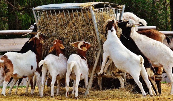 Goat Farming